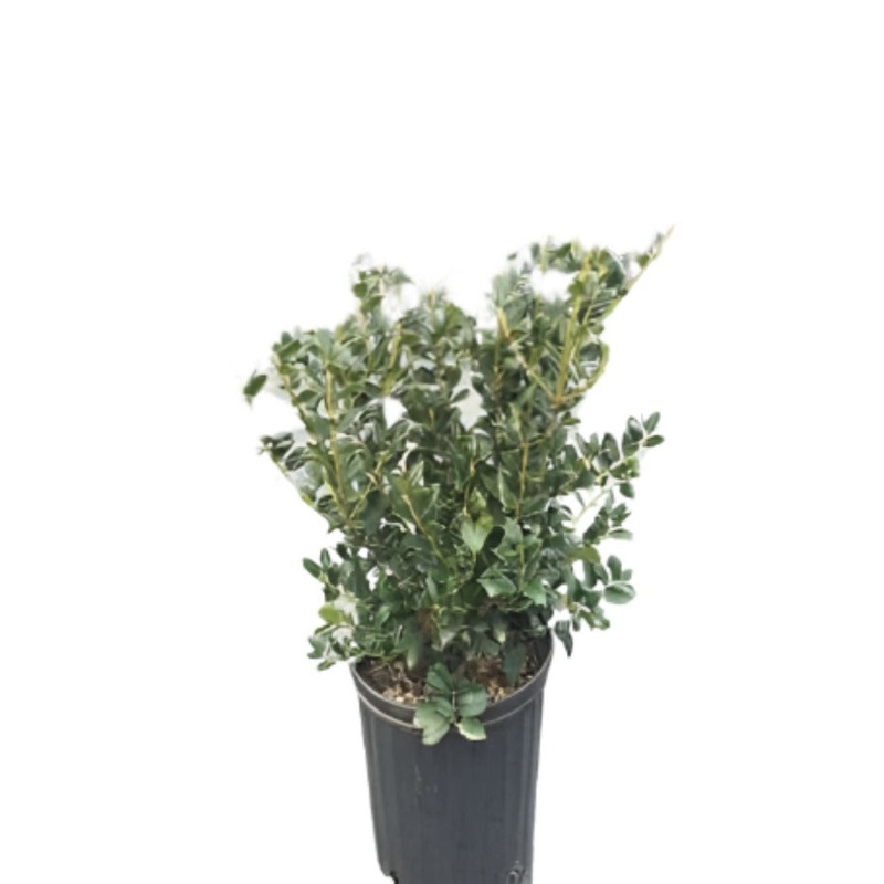 Ilex Red Sky 3 Gallon Chinese Holly Red Plant Horned Plant Burfordii Live Plant Fr7
