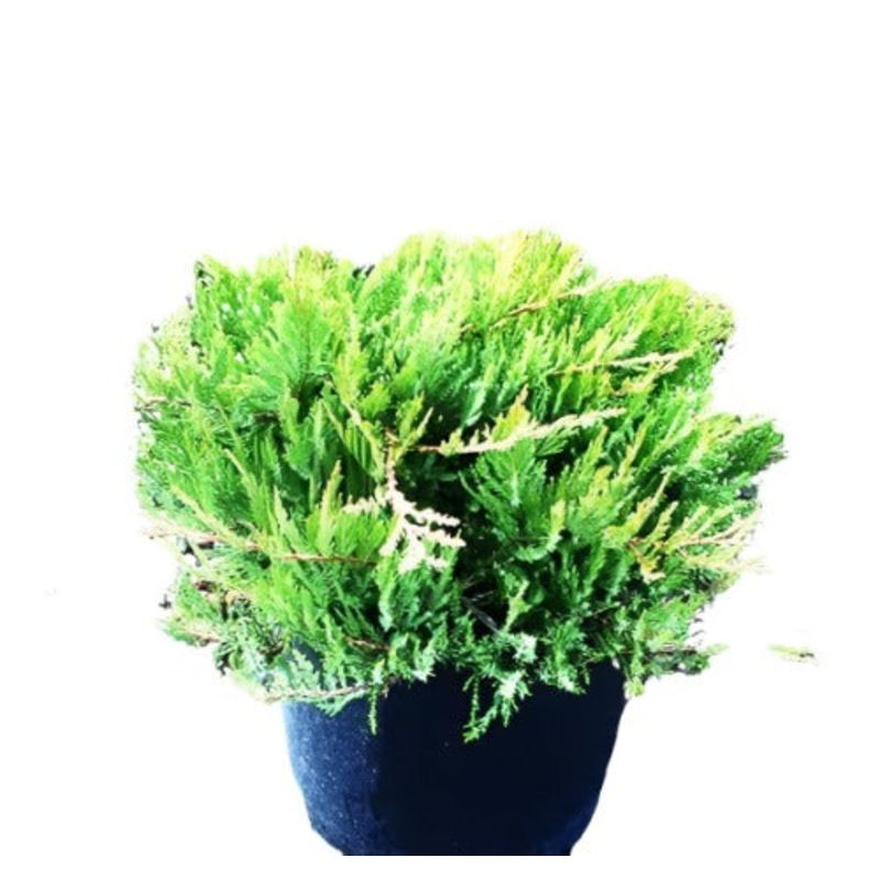 Juniperus Broadmoore 1 Gallon Juniper Sabina Broadmoor Groundcover Outodoor Fr7 Live Plant