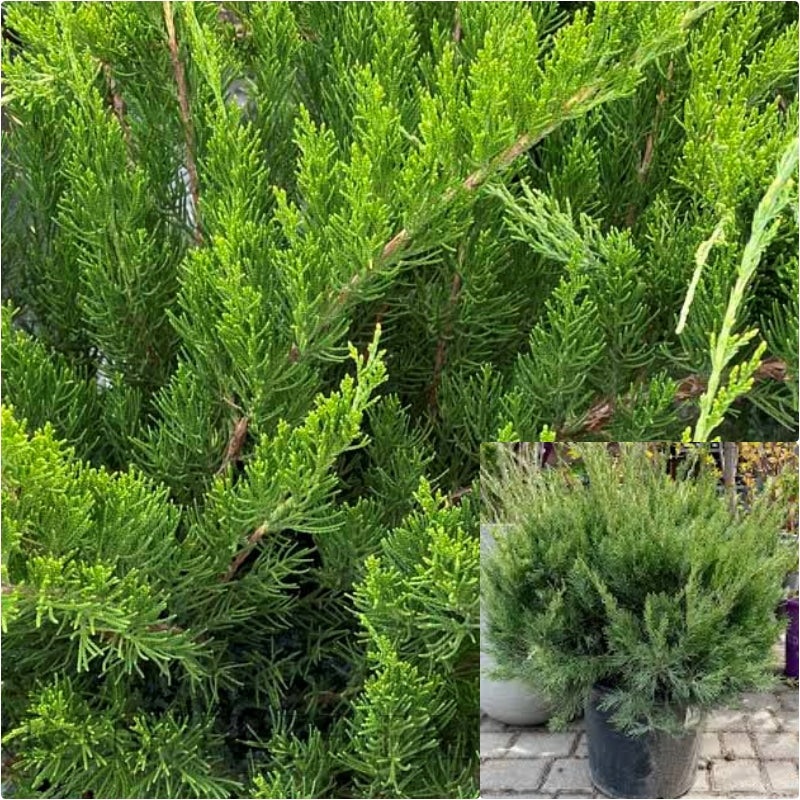 Juniperus Chinensis Green Juniperous Upright Plant Chinensis Sea Green Plant 5 Gallon Ht7 Sea Ht7 Best