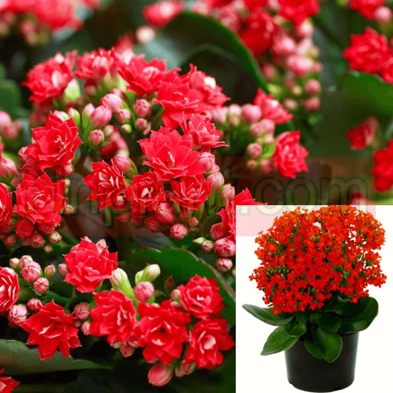 Kalanchoe Double Red Flower Plant 1 Gallon Kalanchoe Blossfeldiana Red Plant Succulent Drought Tolerant Live Plant Ht7 Best