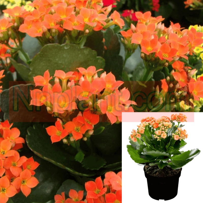 Kalanchoe Orange Plant 8-16In 1 Gallon Flaming Katy Christmas Kalanchoe Plant Succulent Live Plant Ht7 Best