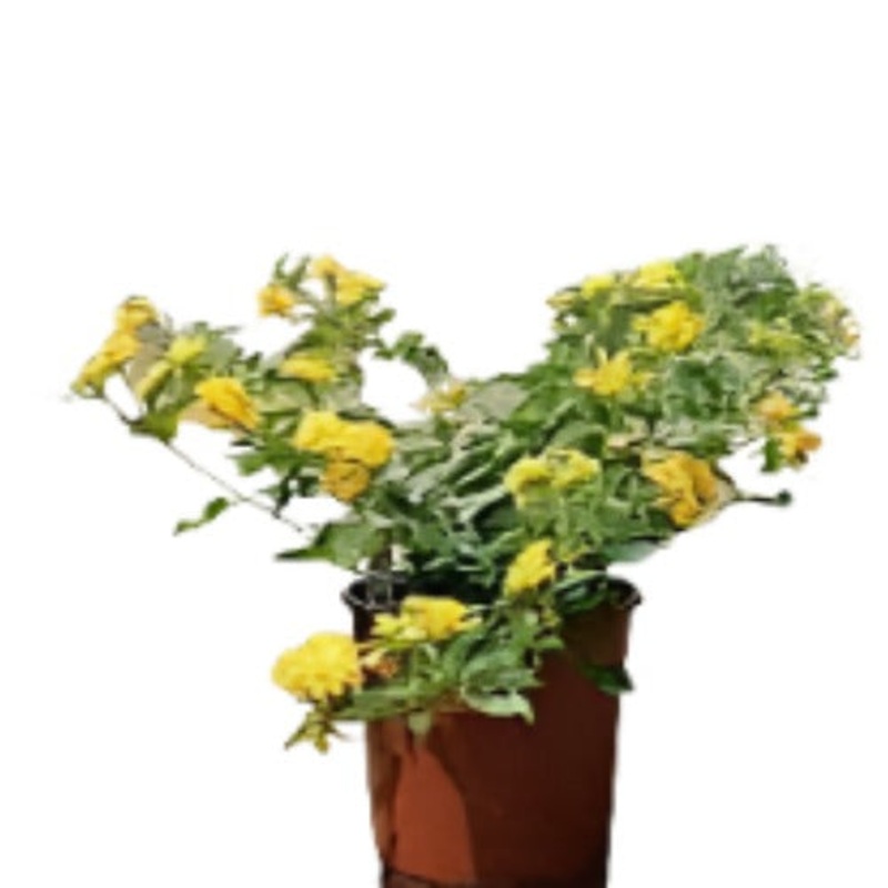 Lantana New Gold 5 Gallon Yellow Plant Shrub Verbenas Lantanas Outdoor Live Plant Fr7