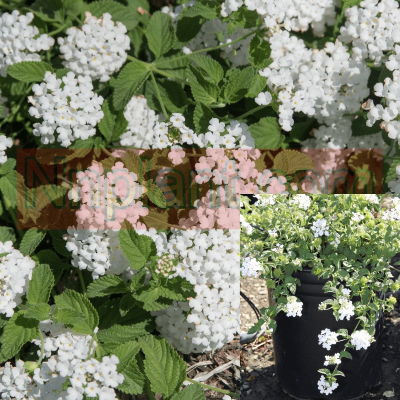 Lantana White 1 Gallon Monttrailing Shrub Fr7 Verbenas Lantanas Arch Man Creeping Peren Live Plant