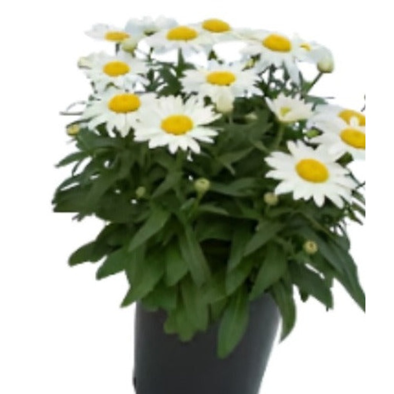 Leucanthemum Betsy 1 Gallon Ht7 Pot Plant Perennial Plant Daisy Galaxy Red Plant Bruisewort Galaxy Red Live Plant Outdoor Pl