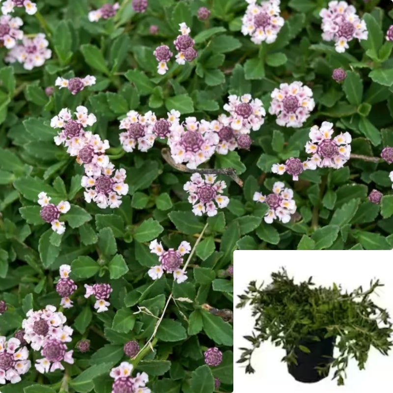 Lippia Nodiflora 4inches Plant Turkey Tangle Fogfruit Phyla Flower Live Plant Ht7