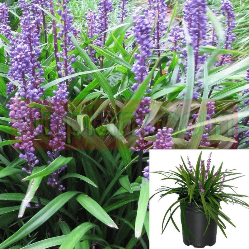 Liriope Muscari Big Blue Plant Lilyturf Plant Border Grass Live Plant 4inches