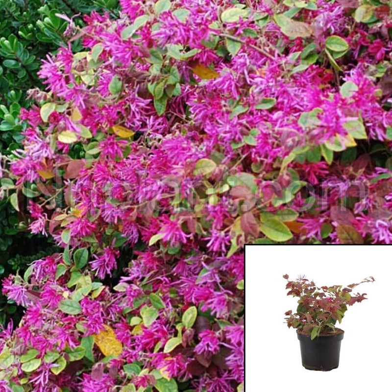 Loropetalum Daybreak 1 Gallon Pink Daybreaks Flame Fringe Flower Live Plant Fr7
