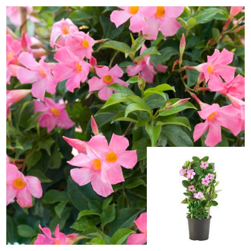 Mandevilla Pink 5 Gallon Ht7 Plant Mandevilla Vine Plant Rocktrumpet House Live Plant Bell Flower Ht7
