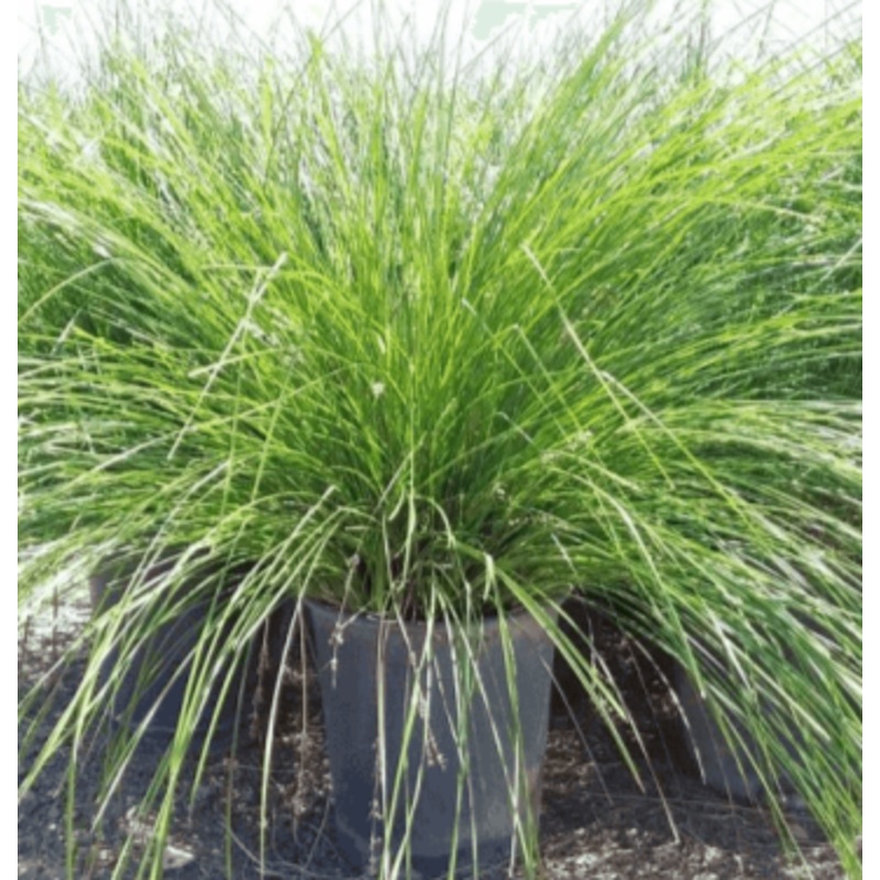 Mat Rush Lomandra 1 Gallon Longifolia Nyalla Grass Ennial Galfer Lomandra Nyalla Live Plant Ht7