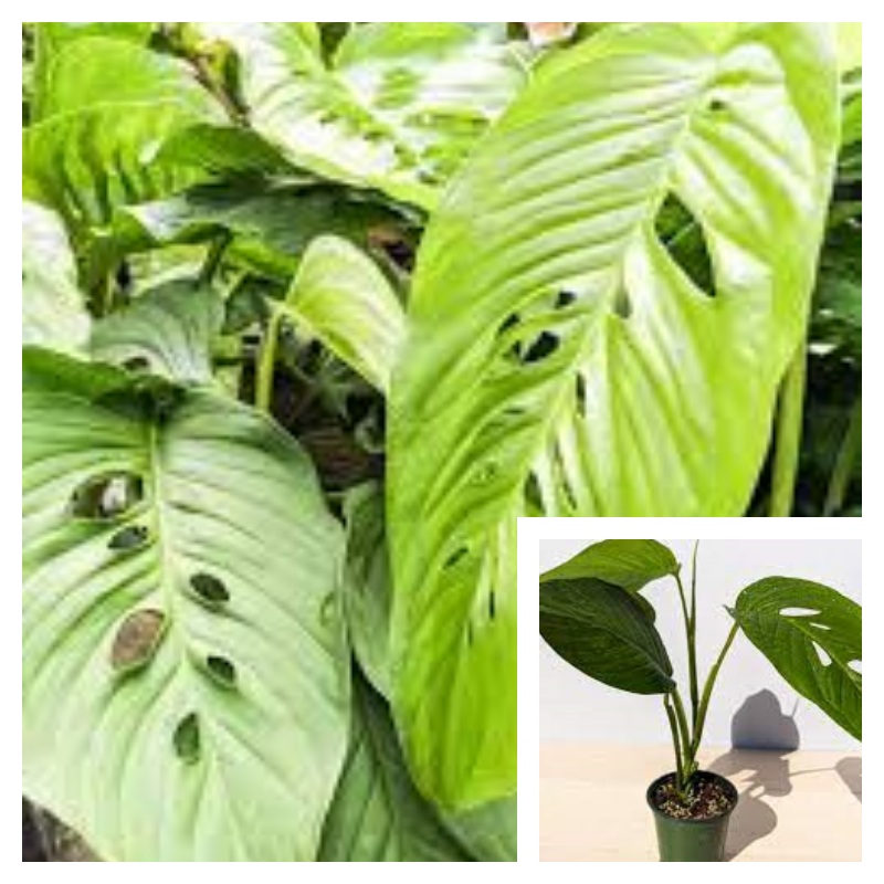 Monstera Lechleriana Schott 1 Gallon Ht7 Tree Split Leaf Plant Splitleaf Philodendron Plant Monstera Deliciosa Plant Houseplant Ht7