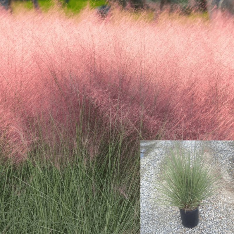 Muhlenbergia Capillaris Regal Mist Grass Pink 5 Gallon Pink Muhly Grass Cot Ht7 Best