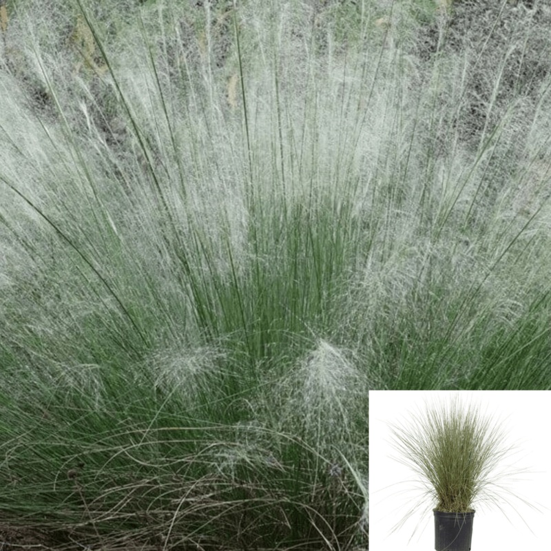 Muhlenbergia White Cloud 5 Gallon Grasses Perennial Muhly Plant Grass Live Plant Fr7