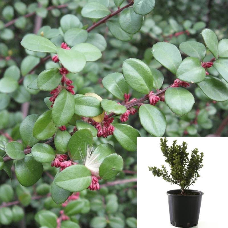 Myrsine Africana 1 Gallon Cape Myrtle African Boxwood Live Plant Fr7