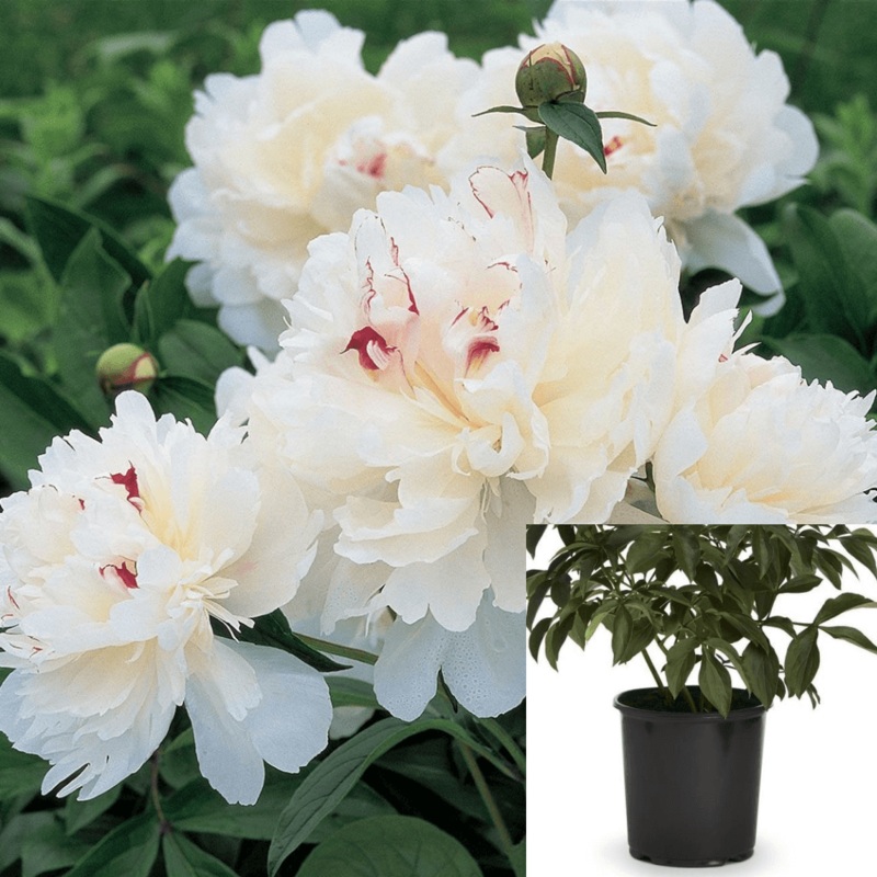 Paeonia Festiva Maxima White Plant Herbaceous Peony Plant 1 Gallon Live Plant Outdoor Plant Flower Ht7