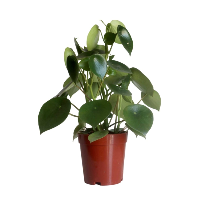 Peperomia Raindrop 18-28Inches 2 Gallon  Coin Leaf Peperomia Peperomia Polybotrya Plant Foliage Live Plant Ht7