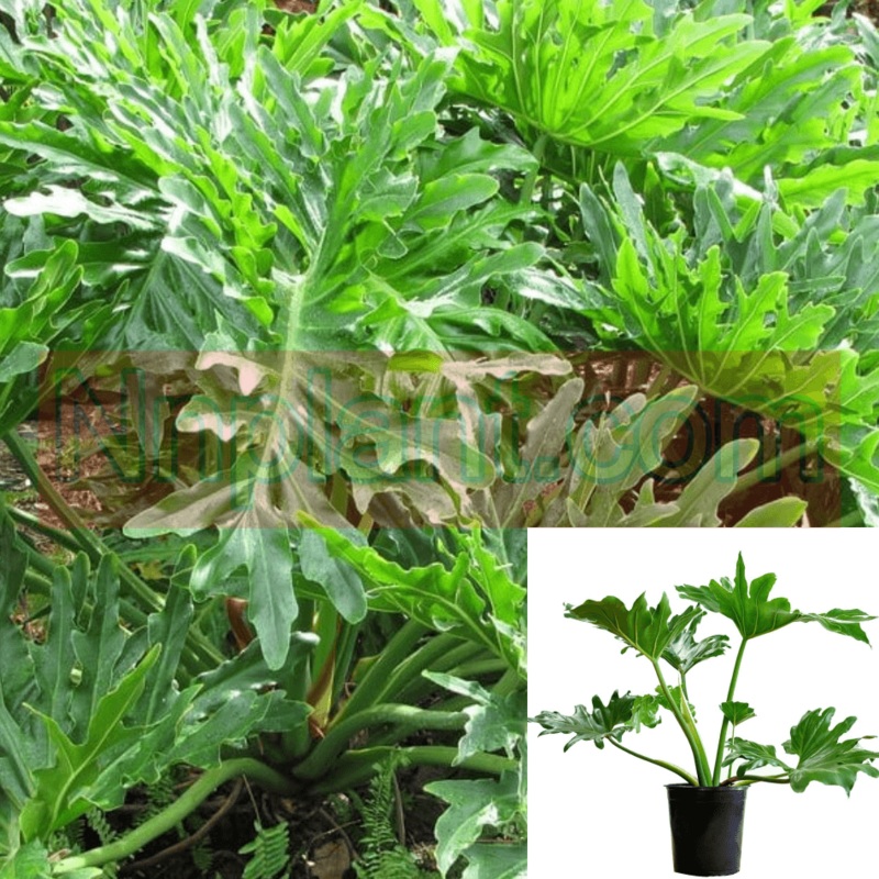 Philodendron Bipinnatifidum Plant 1 Gallon Ht7 Cut Leaf Philodendron Plant Horsehead Philodendron House Live Plant Ht7 Best
