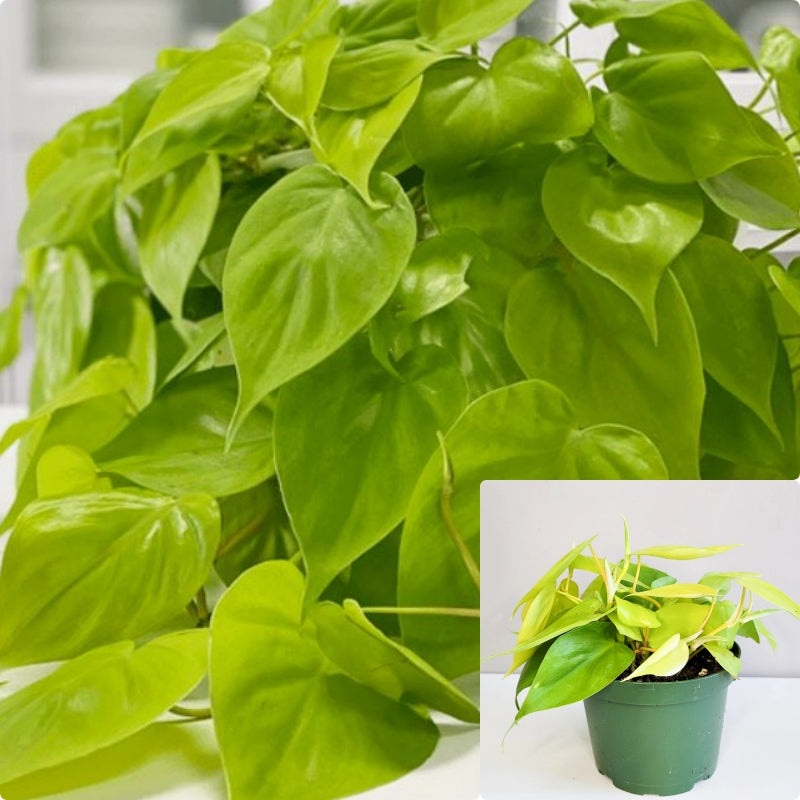 Philodendron Lemon lime neon cordatum heart leaf Malay Gold 4 inches Live Plant Hanging best  pot