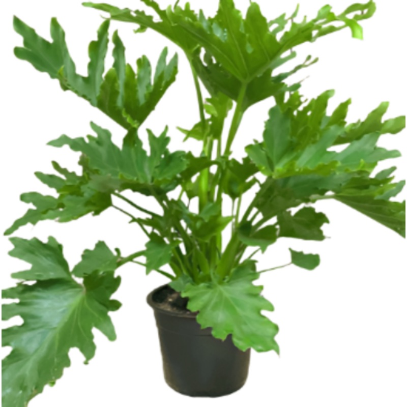 Philodendron Lickety Split Plant 8Inches 1 Gallon Ht7 2 3.5 Ft Tall Philodendron Hybrid Plant House Live Plant