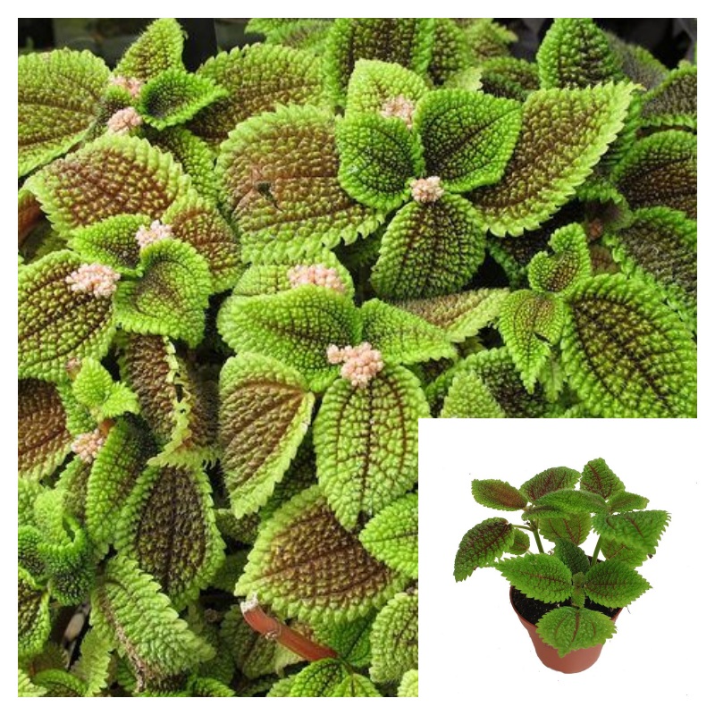 Pilea Moon Valley 4 Inches Pilea Moon Valley Plant Pilea Mollis Live Plant Pr7