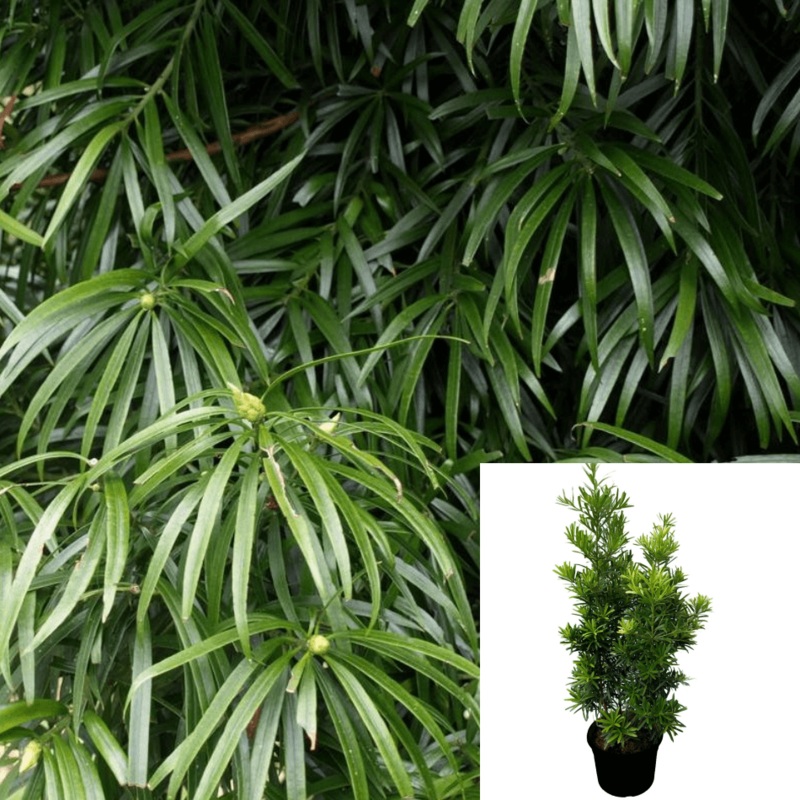 Podocarpus Henkelii Plant Mint Tm Long Leafed Yellowwood 5 Gallon Live Plant
