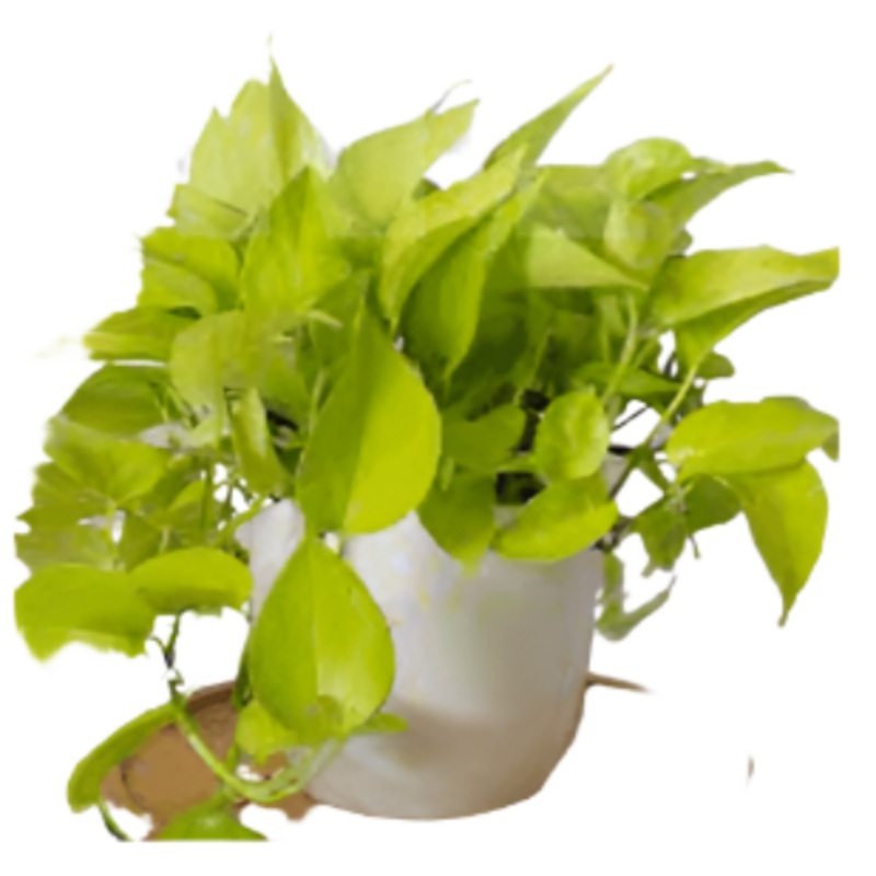Pothos Neon Plant Epipremnum Aureum Yellow Plant 5 Gallon Ht7 Pot Large Plant 1 1 5Ft Long Hanging Foliage Pothos Indoor Ht7