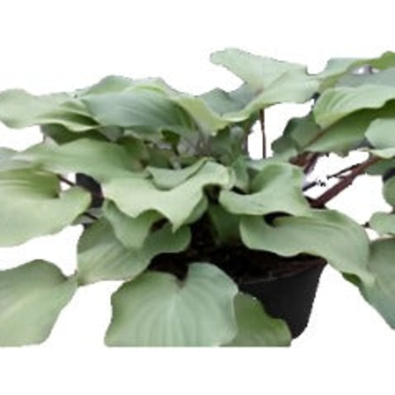 Pothos Queen Of Seas Epipremnum Aureum 1 Gallon Ht7 Golden Pothos Ceylon Creeper Hun