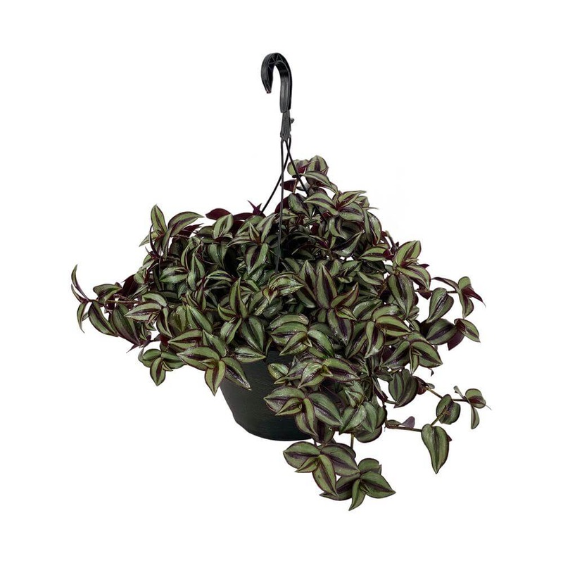 Purple Secretia Plant Wandering Jew Purple 1 Gallon Hanging Plant Houselive Plant Ht7 Best