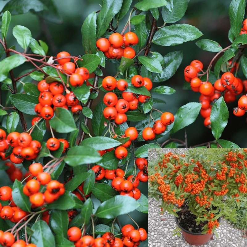 Pyracantha K Santa Cruz 1 Gallon Ht7 Plant Orange Red Santa Cruz Firethorn A+ Live Palnt Ht7