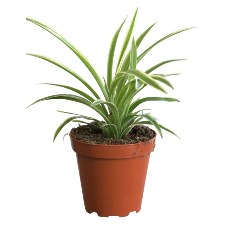 Reverse Variegated Spider Plant 4 inches white soft  Chlorophytum Comosum succulent Live Plant Ht7