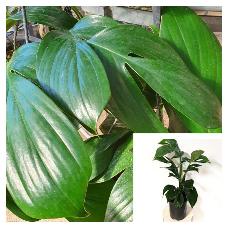 Rhaphidophora Dragon Tail 5 Gallon Ht7 Plant Dragon Tail Plant Perennial Live Plant Premium