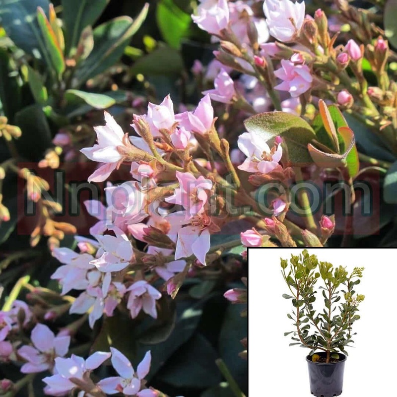 Rhaphiolepis Jack Evans 5 Gallon Indica Plant Indian Hawthorn Pink Live Plant Fr7