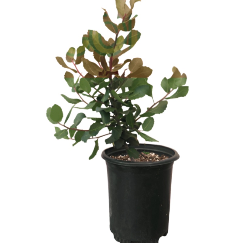 Rhus Integrifolia 5 Gallon Ht7 Rhus Integrifolia Lemonade Berry Plant Lemonade Tree Live Plant