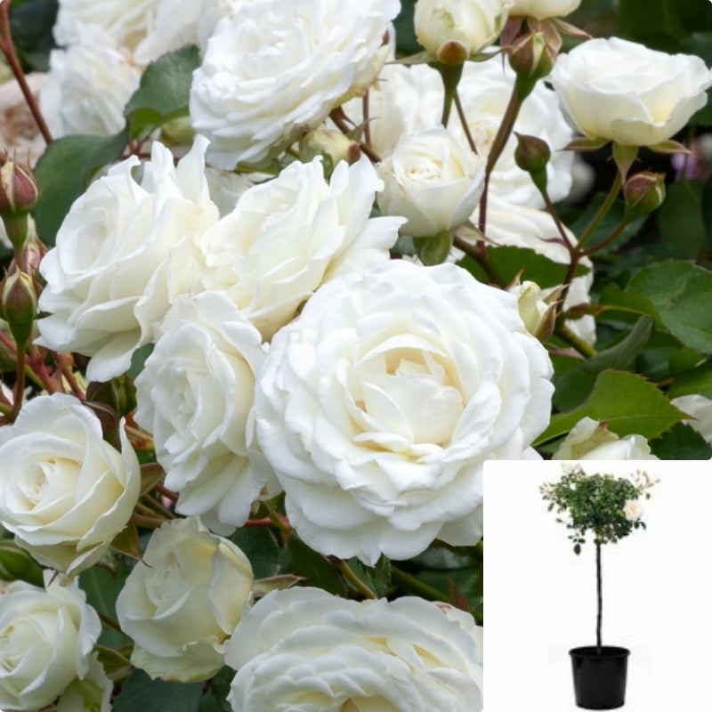 Rosa Iceberg Burg Patio 5 Gallon Plant Korbin Fee Des Neiges Schneewittchen Live Plant Fr7