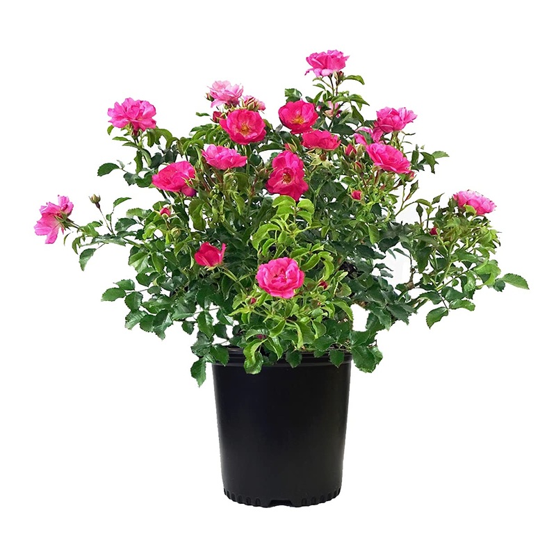 Rosa Tree Iceberg 5 Gallon Floribunda Plant Korbin Des Neiges Sc Live Plant Otdoo Live plant Gr7