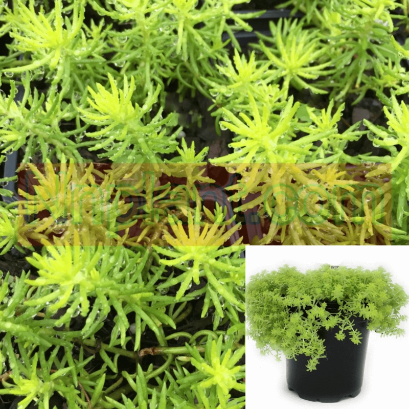 Sedum Angelina 1 Quart Plant Sedum Succulent Rupestre Angelina Plant Angelina Stonecrop Ht7 Best