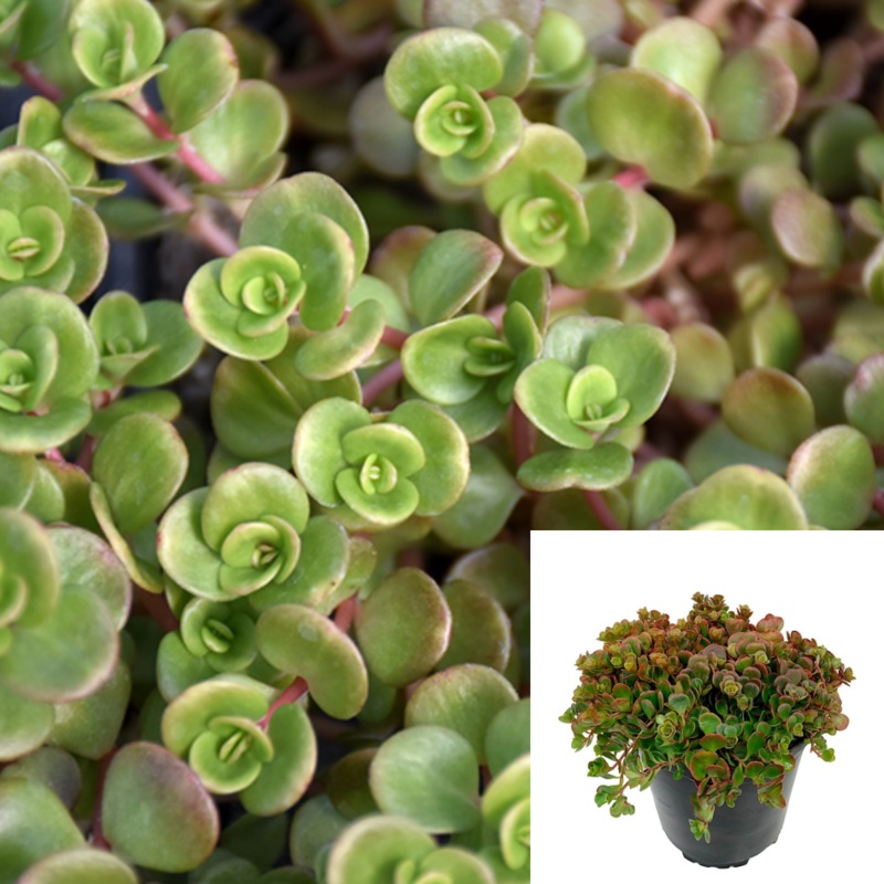 Sedum Coral Reef Plant Chinese 1 Gallon Ht7 Sedum Tetractinum Chinese Stonecrop Ground Covering Succulent Live Plant Ht7 Best