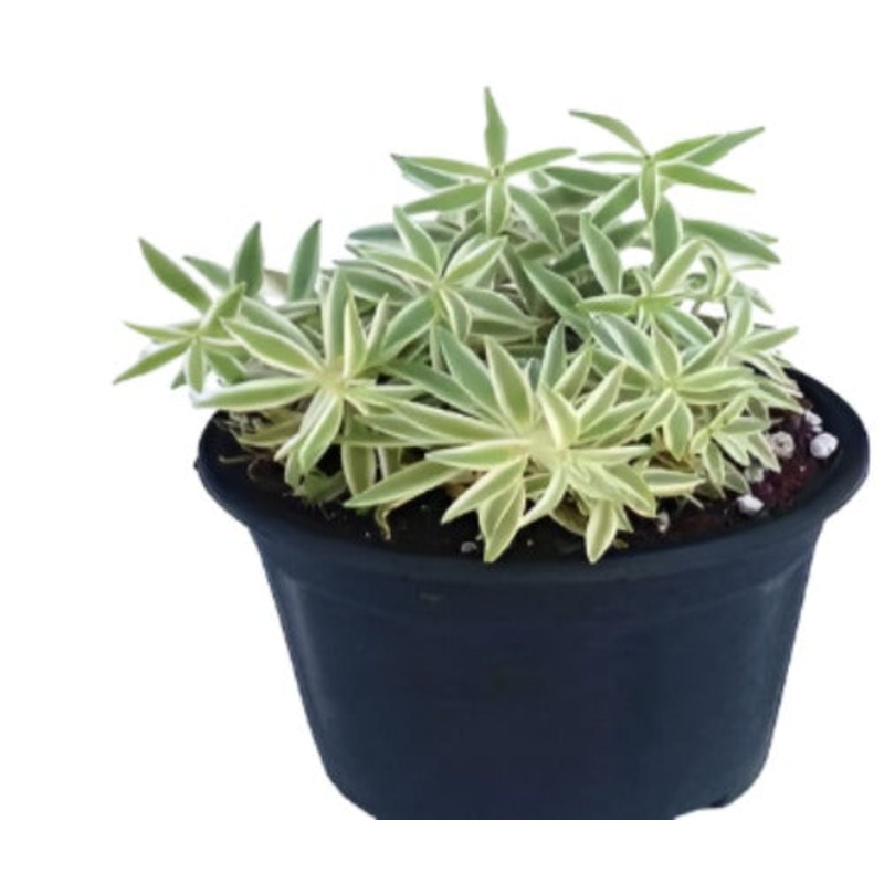 Sedum Succulent Lineare Sea Urchin Plant 3Inches Pot Needle Stonecrop Live Plant Best Ht7 Best