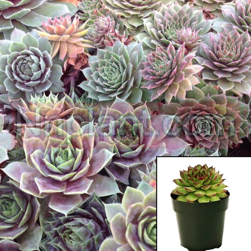 Sempervivum Krebs Hens And Chicks Rossy Rose Succulent Drought Tolerant 1 Gallon Houseleek Hens Chicks Live Plant Ht7