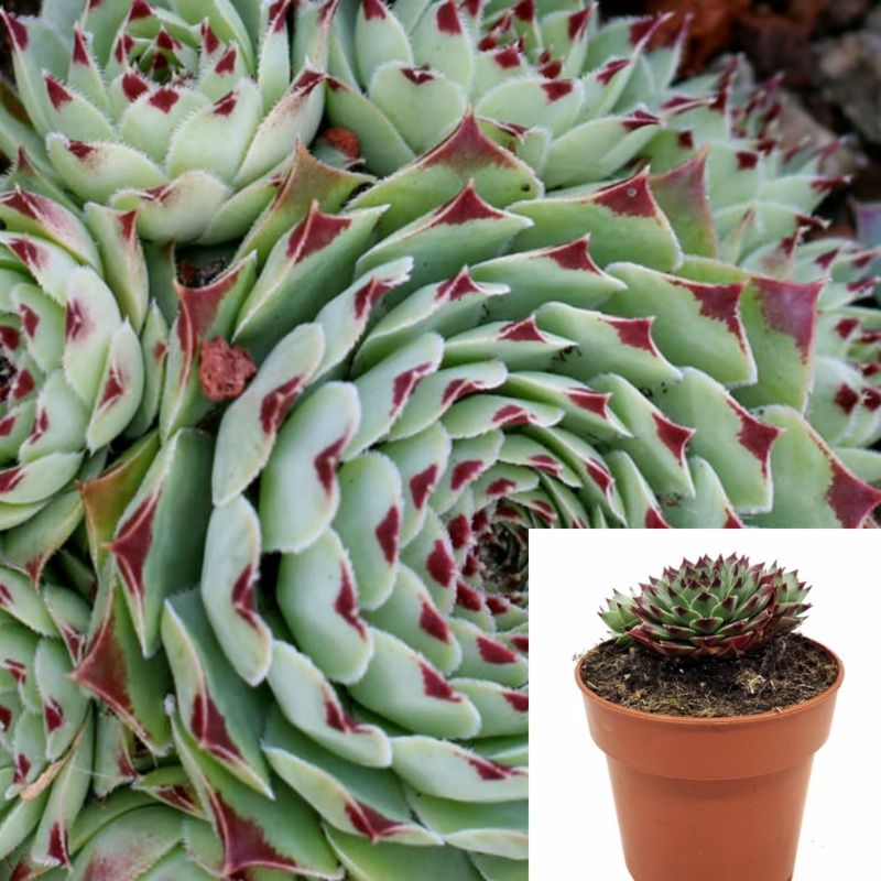 Semvivum Calcareum Nigricans Blue Green Red 12 Pack Of 2In Succulent Drought Tolerant Live Plant Ht7 Best