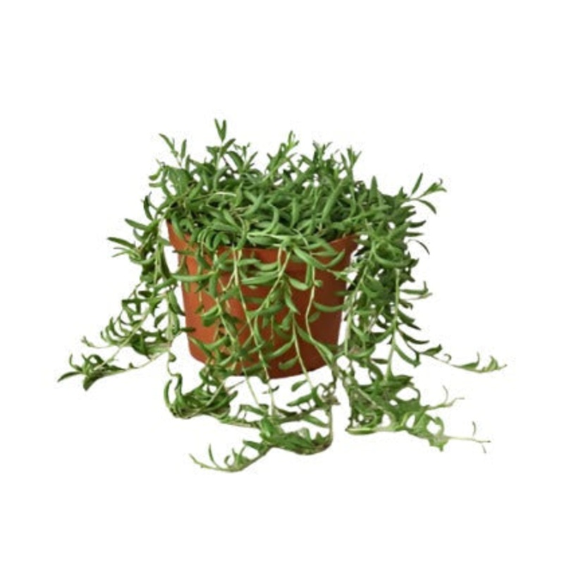 String Of Bananas Plant 4Inches Pot Hanging Vine String Of Fruit Banana Cute Vine Creeping Succulents Plant ht7 best