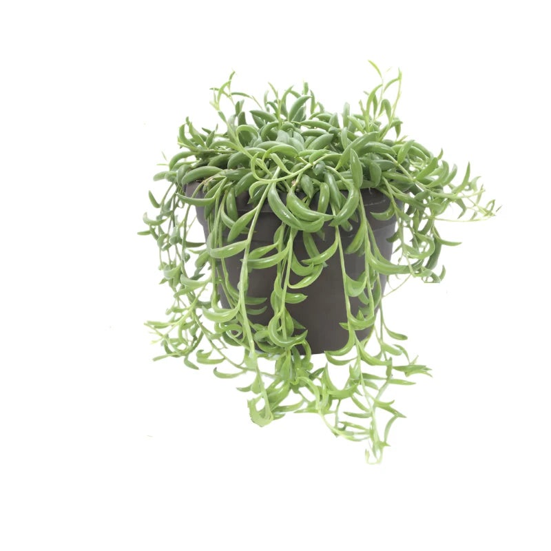 String Of Bananas Plant Curio Radicans Hanging Succulents Live Plant Creeping 4 pot