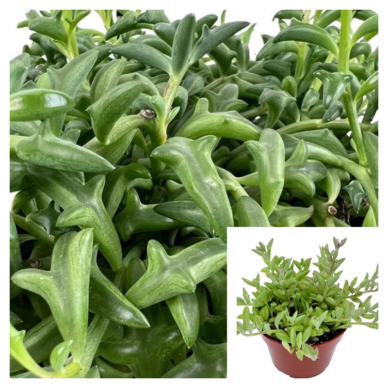 String Of Dolphins Plant 4Inches Pot Hanging Succulents Plant Dolphin Falling Plant Necklace Flying Dolphins Live Plant ht7