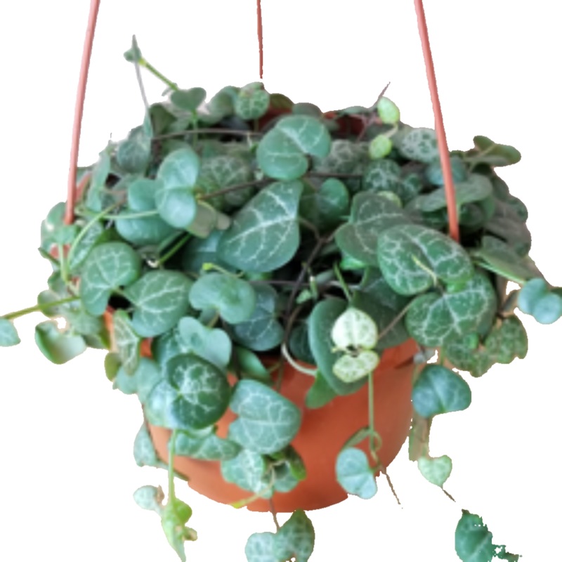 String Of Hearts Plant Ceropegia Woodii Rosary Vine 1 Gallon Hanging  Live Plant Ht7