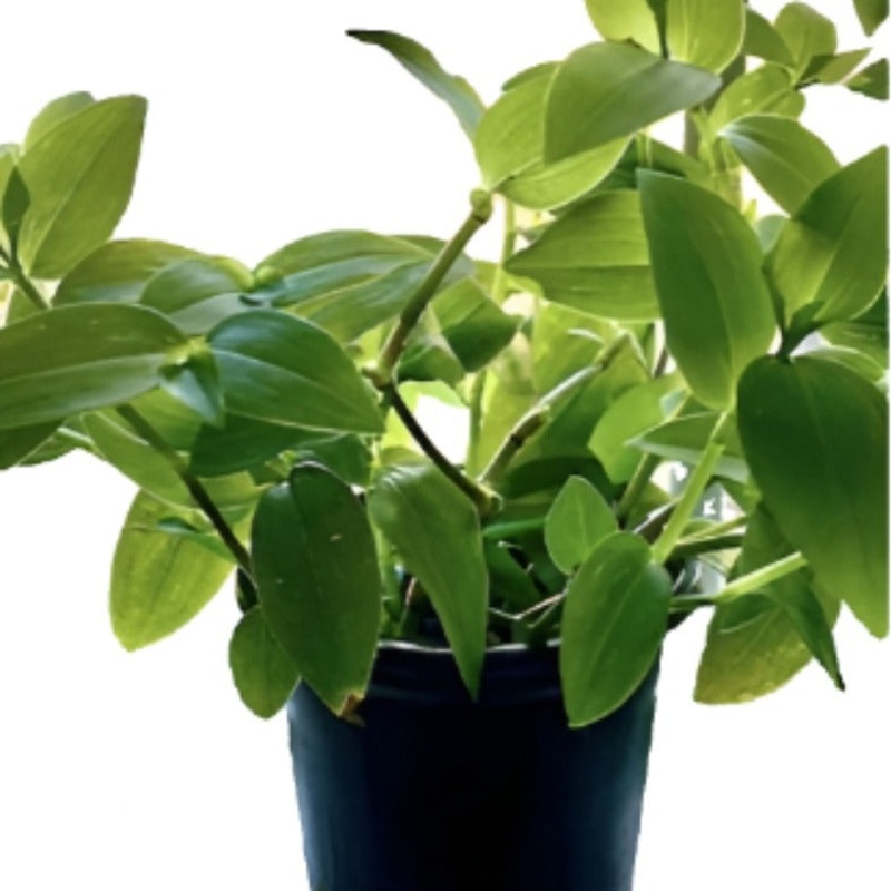 Tradescantia Fluminensis Green Wandering Jew Small Leaf White Flower Spiderwort 1 Gallon Pot Live Plant Ht7 Best