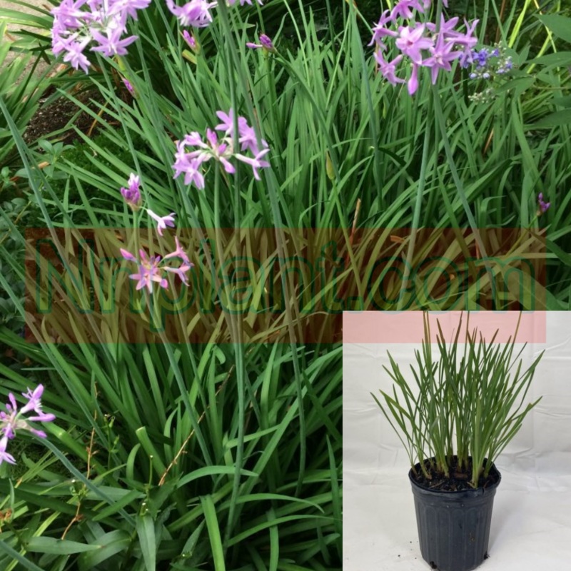 Tulbaghia Violacea Plant Society Garlic 1 Gallon Tulbaghia Violacea Bushes Green Outdoor Live Plant Fht7