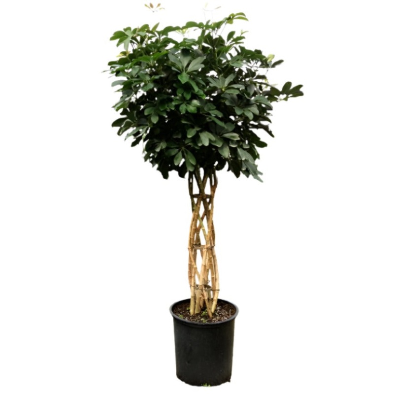 Umbrella Braided Plant 5 Gallon Ht7 Schefflera Umbrellatree Plant 3 3.5Ft Houseplant Live Plant