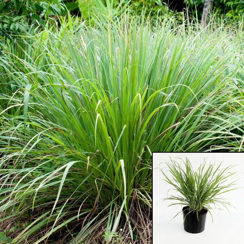 White Lemongrass Organic 1 Gallon Plant Lemon Grass Mosquitos Repellant Live Plant Ht7