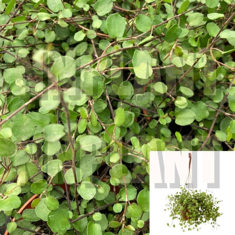 Winevine Plant Creeping Angel Vine Wine Vine Mini 1 Gallon Ht7 Vine Complexa Muehlenbeckia Leaf