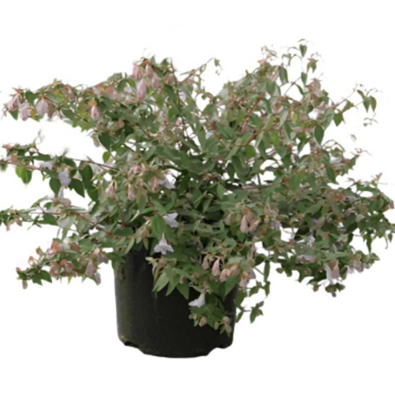 Abelia Grandiflora Kaleidoscope 1 Gallon White Flower Hedge Plant Live Plant Fr7