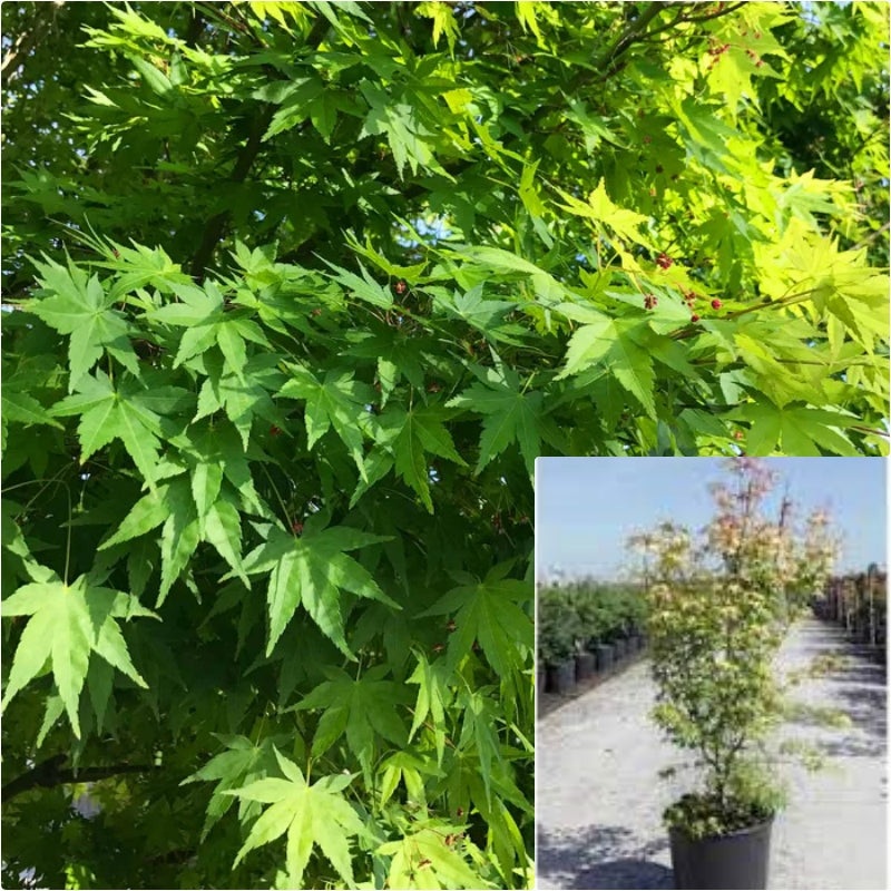 Acer Palmatum Multi 7 Gallon Japanese Maple Plant Palmate Maple Plant Smooth Japanese Outdoor Live Plant Fr7